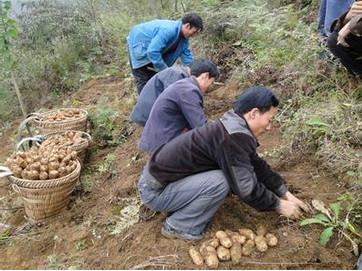 供应中国小草坝天麻的特色及优势-小草坝天麻价格图片