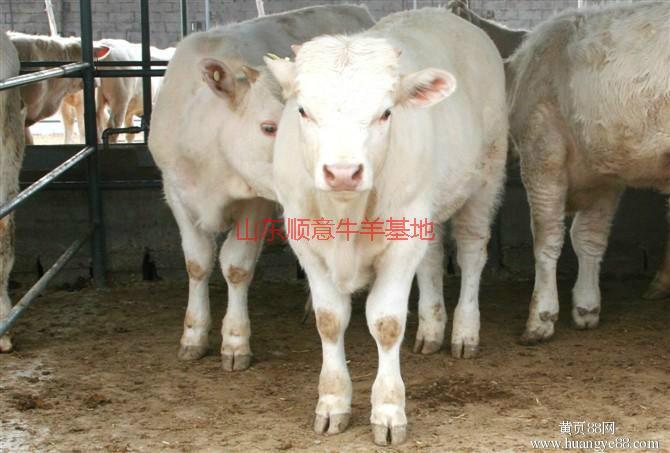 供应用于肉牛的 夏洛莱肉牛犊多少钱一头