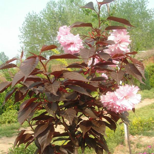 供應(yīng)紅葉櫻花供貨商