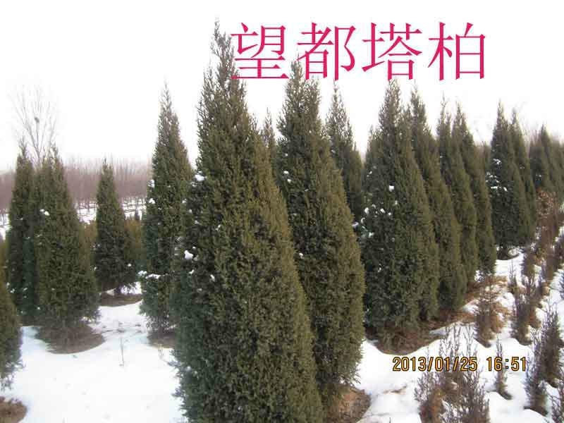 供應(yīng)河北望都塔檜 保定望都塔檜 定州望都塔檜 望都塔檜批發(fā)價(jià)格