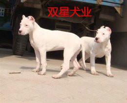 供应杜高犬杜高犬供应商杜高犬批发商图片