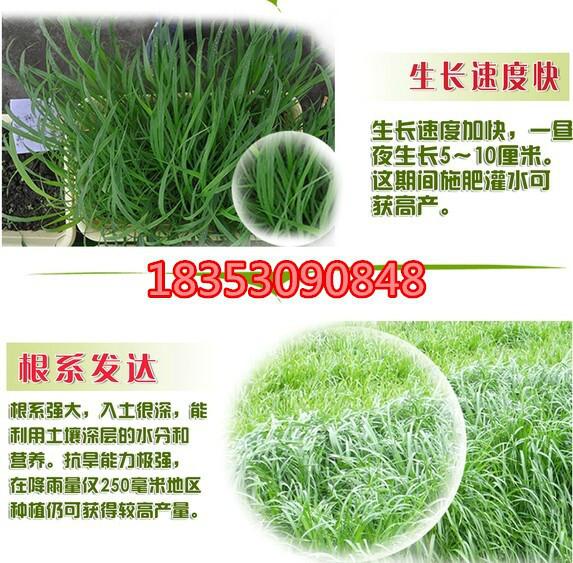 黑麥草種子批發(fā)公司哪里賣