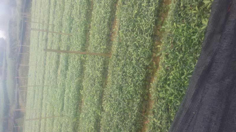 供應(yīng)出售小葉楨楠苗價格批發(fā)13881617874