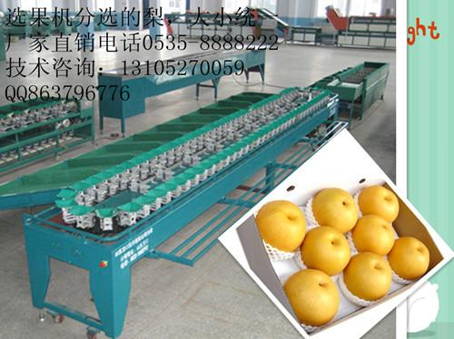 自動選果機檸檬分果機圖片