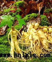 人參皂苷Ro98價格 生產(chǎn)廠家 哪里賣CAS：34367-04-9