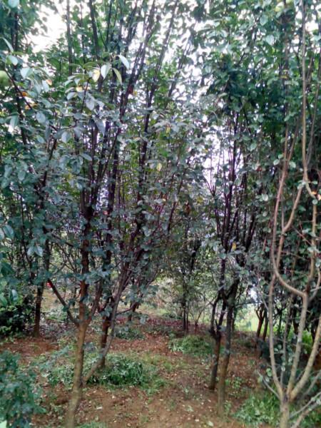 供應(yīng)木瓜海棠，木瓜海棠批發(fā)，地戶(hù)直銷(xiāo)