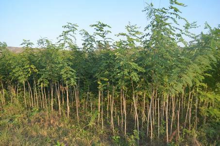 供应山西刺槐苗，山西刺槐苗价格，山西刺槐苗种植基地图片