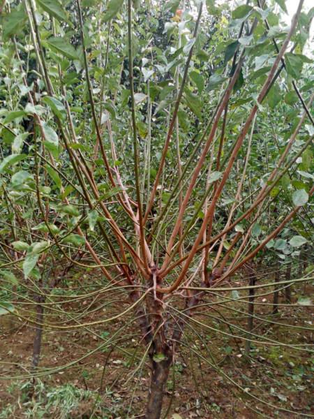 供应庭院种原生植骨里红梅树苗，浙江最大红梅生产基地，地户直销 庭院种植原生骨里红梅树苗图片