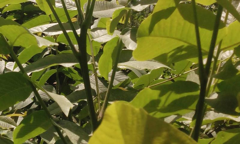 供應(yīng)3米麻核桃樹(shù)苗/2米麻核桃樹(shù)價(jià)格/山西麻核桃基地/賣麻核桃樹(shù)苗