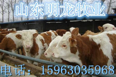 供應(yīng)肉牛價(jià)格行情肉牛犢多少錢一頭？
