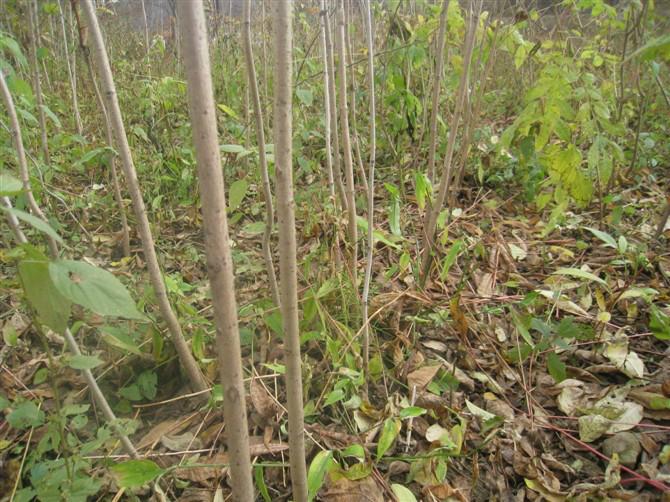 供應黃菠蘿苗，黃菠蘿苗，黃菠蘿苗木，黃菠蘿苗木批發(fā)，黃菠蘿苗木價格，苗木批發(fā) 供應黃菠蘿苗價格，黃菠蘿苗