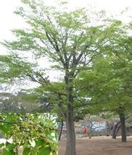 供應(yīng)重陽木樹苗-河南重陽木樹苗種植地-重陽木樹苗批發(fā)