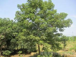 供應(yīng)重陽木的價格-安徽批發(fā)重陽木的價格-大量出售重陽木供貨商