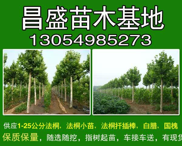 供应1-5公分法桐山东东营优惠价格