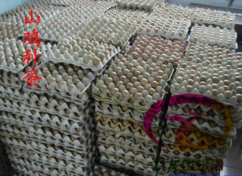 東莞野雞苗批發(fā)圖片