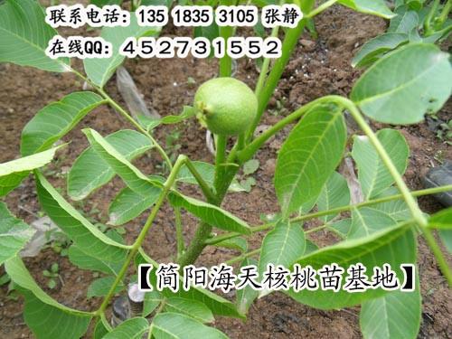 供應(yīng)薄殼核桃價(jià)格走勢，嫁接核桃苗栽植成活