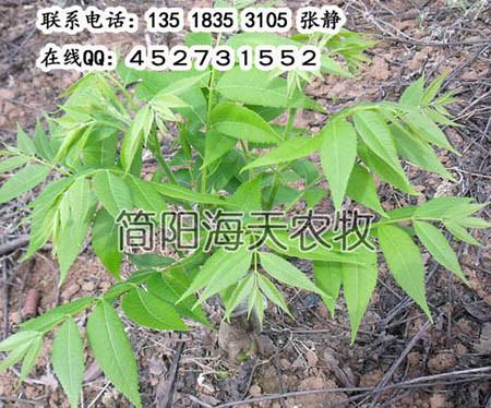 供應(yīng)核桃新品種特點(diǎn)，美國(guó)核桃苗，*值核桃