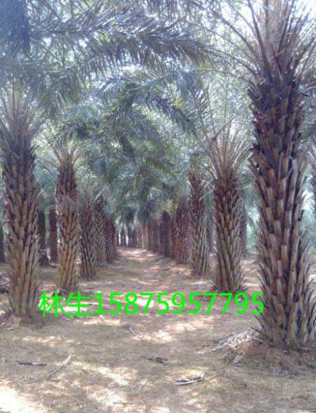 低價(jià)海棗圖片