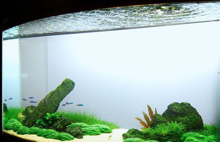 供應(yīng)廣州魚缸生產(chǎn)廠家魚缸專業(yè)訂做