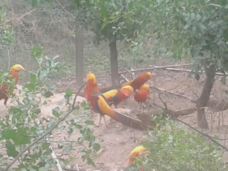 供應(yīng)山東紅腹錦雞養(yǎng)殖供應(yīng)山東紅腹錦雞養(yǎng)殖.山東紅腹錦雞批發(fā).山東紅腹錦雞供應(yīng)