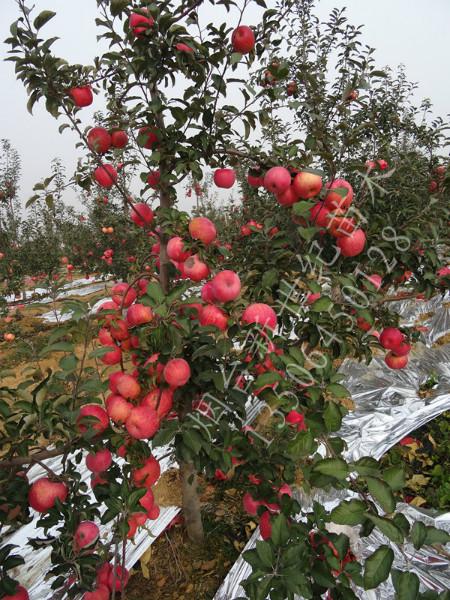 供應(yīng)煙臺占地蘋果樹，5公分蘋果樹，6公分占地用蘋果樹