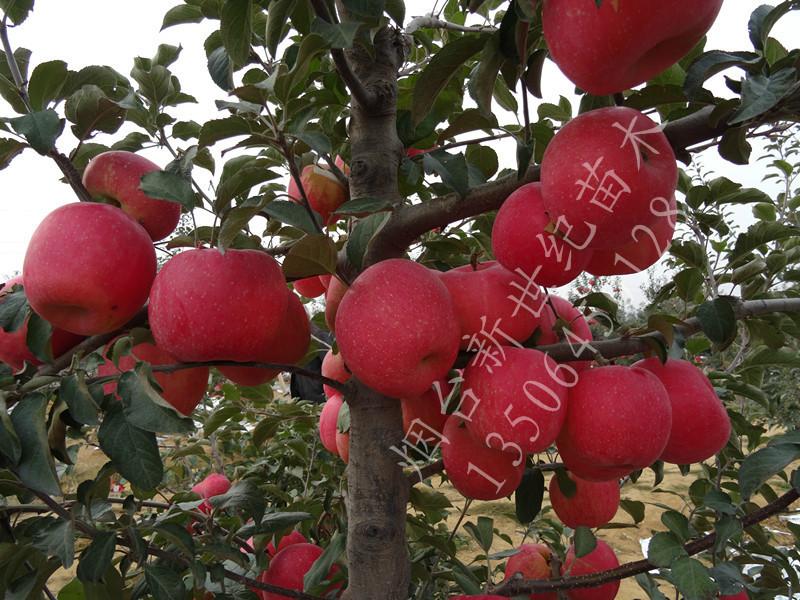 供應(yīng)濰坊煙富0蘋果苗，濰坊煙富0蘋果苗批發(fā)，濰坊煙富0蘋果苗供貨商