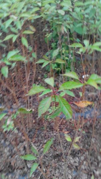 供應草櫻苗批發(fā)，早櫻，晚櫻，櫻桃，紅梅，海棠，紅葉李