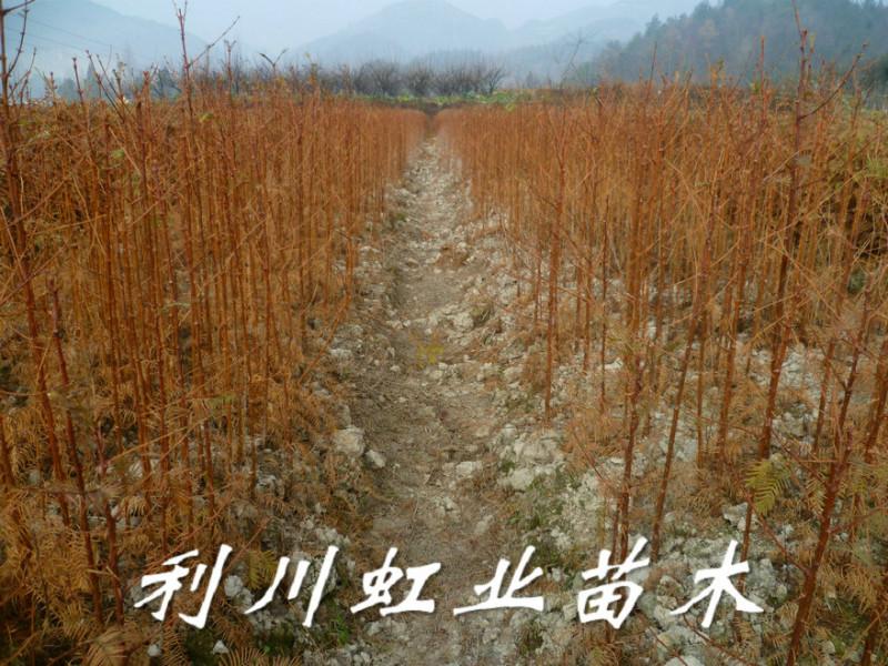 供應(yīng)30公分水杉苗/40公分水杉苗/水杉苗價(jià)格
