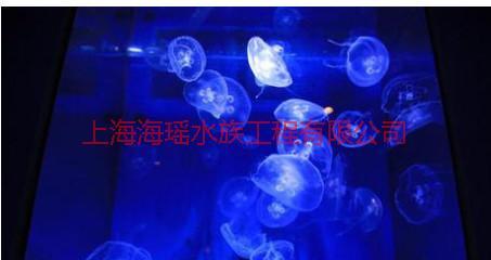 供應(yīng)無錫水母缸定做/無錫水母缸工程設(shè)計/無錫水母缸工程設(shè)計費用
