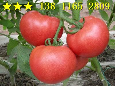 供應(yīng)番茄種子進(jìn)口番茄種子