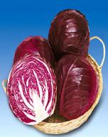 紫色甘藍(lán)種子價格，進(jìn)口甘藍(lán)種子，紫甘藍(lán)種子批發(fā)