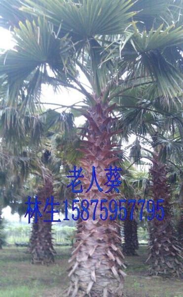 供應(yīng)老人葵種植園，廣西老人葵批發(fā)，老人葵大量訂購(gòu)