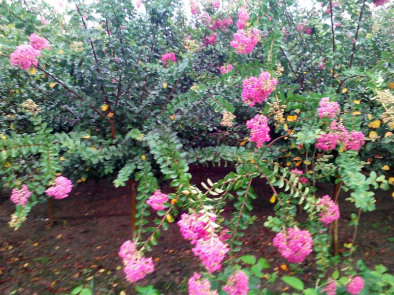 供應(yīng)速生紫薇綠化苗，紅花紫薇，原生紫薇