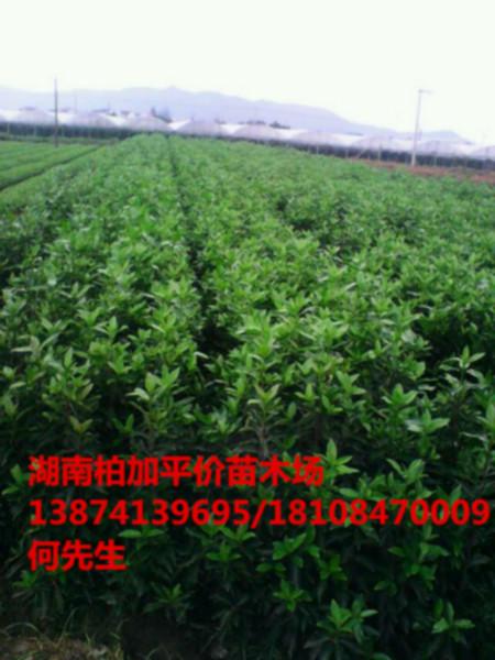 供應(yīng)湖南*小苗 湖南*小苗價格 湖南*球 插扦苗* 湖南*