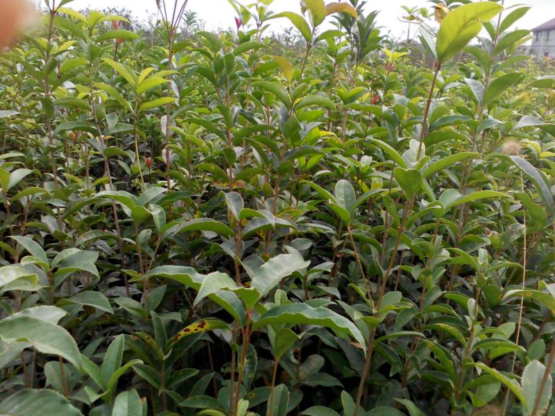 供應(yīng)全國*桂花小苗培育基地，金桂小苗，丹桂小苗，月桂小苗，等地戶直銷