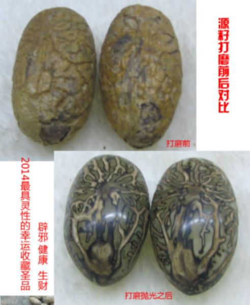 供应千眼菩提子，非洲千眼菩提子，千眼菩提子批发价格