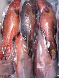 供應(yīng)特價(jià)進(jìn)口菲律賓東星斑魚