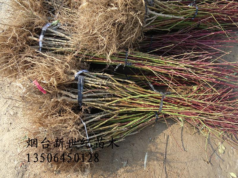 供應蓬萊優(yōu)系紅寒露蜜桃苗,優(yōu)系紅寒露蜜桃苗基地出售