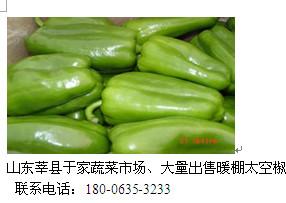 山東 圣女果價(jià)格廠家直銷 圣女果咨詢熱線 圣女果批發(fā)商 圣女果供應(yīng)商