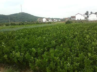 供應(yīng)用于種植的華南*家培育世紀(jì)紅柑橘果苗