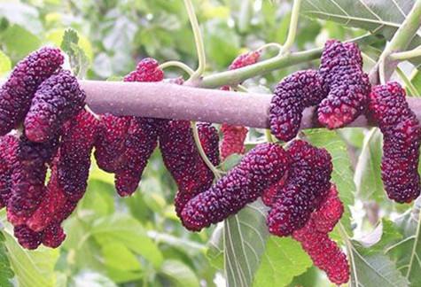 龍口果桑苗圖片