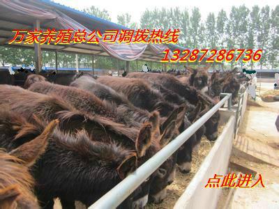供應(yīng)出售驢苗肉驢養(yǎng)殖基地批發(fā)肉驢仔