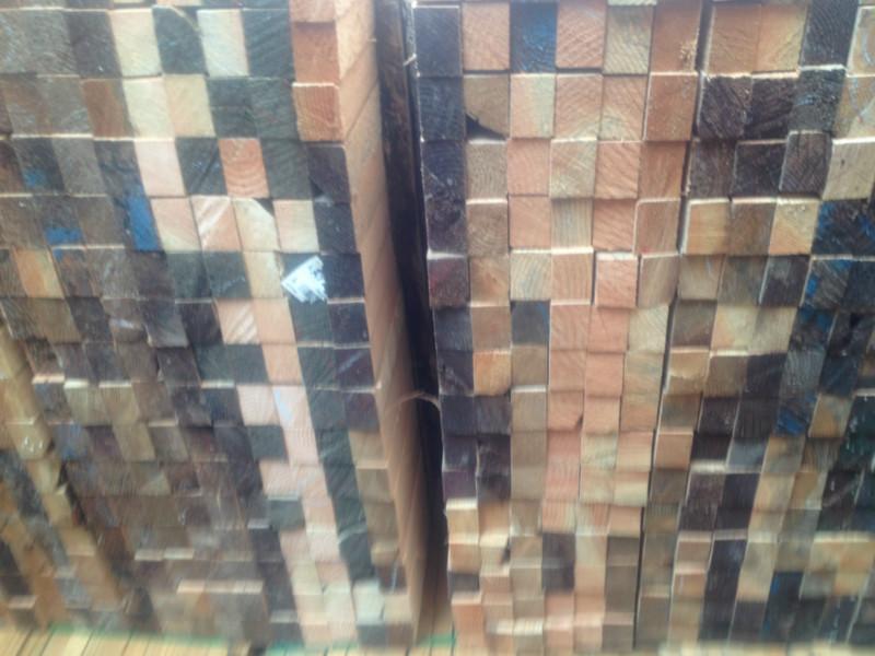 花旗松美國(guó)花旗松圖片