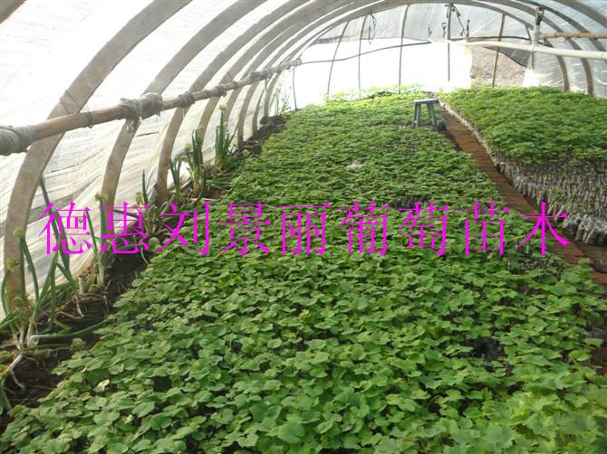 供應長春吉林哪有賣葡萄苗的？碗裝苗、營養(yǎng)袋苗？