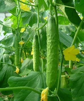 綠興旱黃瓜種苗 綠金條旱黃瓜種子