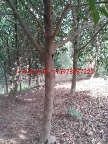 供應12-15公分黃桷蘭地苗全冠移栽技術(shù)