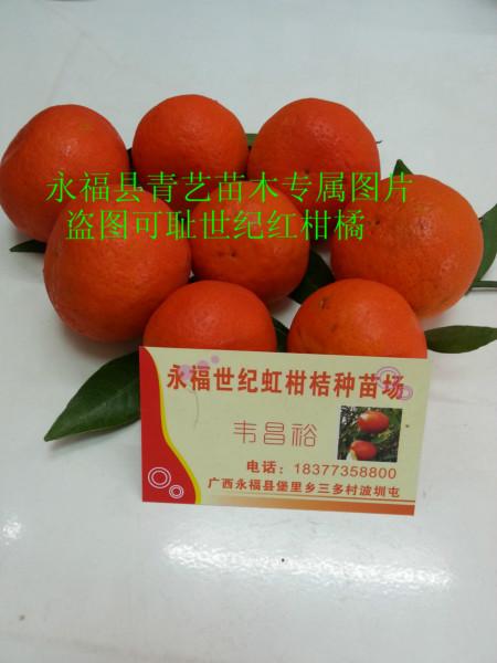 供應(yīng)用于的世紀(jì)紅柑橘果苗種植園