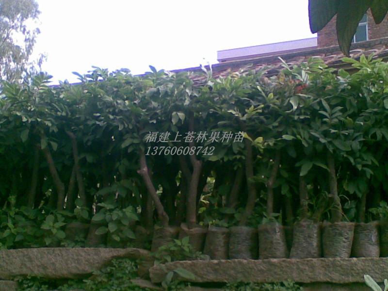 供應(yīng)龍眼苗批發(fā)商，龍眼苗經(jīng)銷商，龍眼苗售貨點(diǎn)