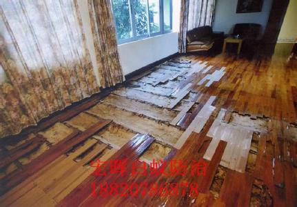 白云區(qū)新建房屋白蟻防治圖片