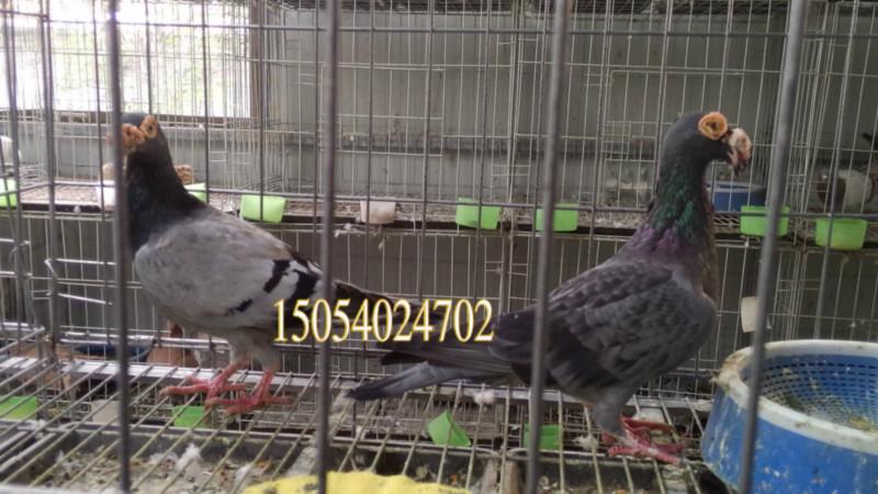 供應羊眼大鼻子花大鼻子